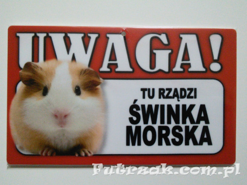 Tabliczka ostrzegawcza-"UWAGA! TU RZĄDZI ŚWINKA MORSKA" Tabliczka ostrzegawcza-"UWAGA! TU RZĄDZI ŚWINKA MORSKA"