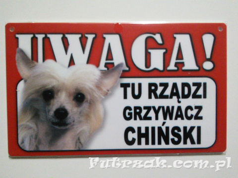 Tabliczka ostrzegawcza-"UWAGA! TU RZĄDZI GRZYWACZ CHIŃSKI"