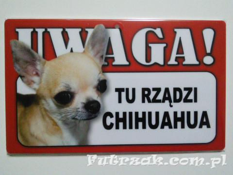 Tabliczka ostrzegawcza-"UWAGA! TU RZĄDZI CHIHUAHUA"