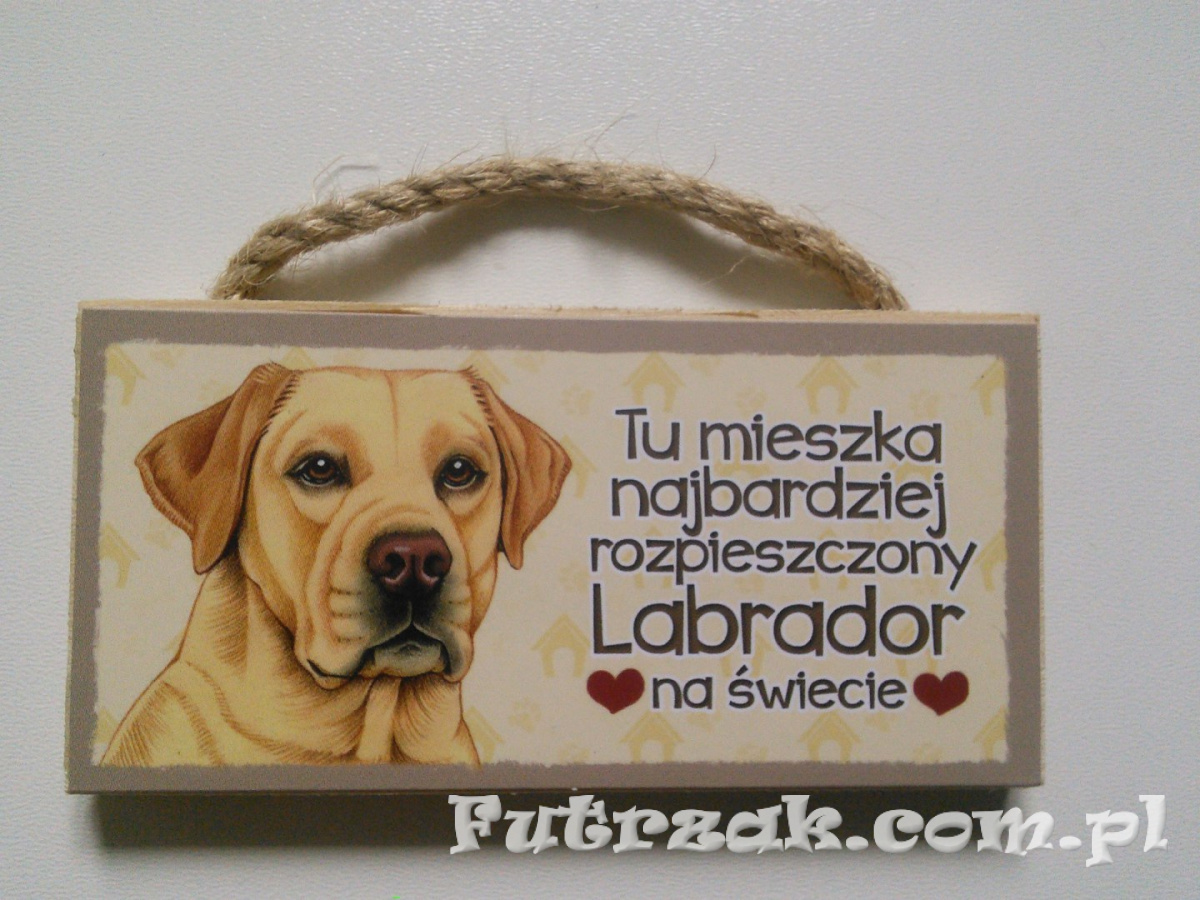 Tabliczka z magnesem-Labrador Tabliczka z magnesem-Labrador