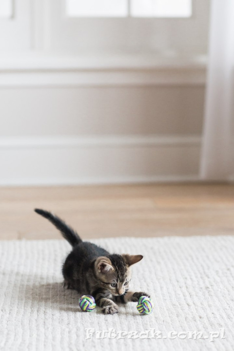 Puma Paw Ball Puma Paw Ball