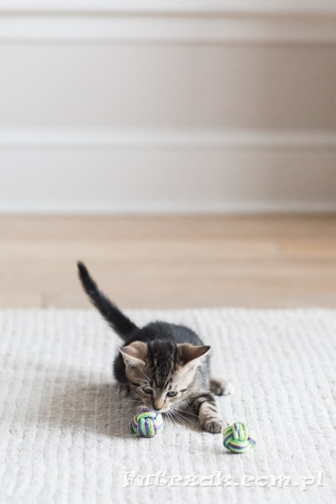 Puma Paw Ball Puma Paw Ball