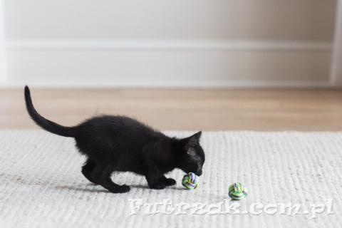 Puma Paw Ball Puma Paw Ball