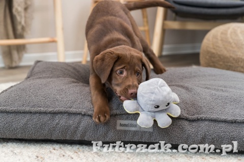 Ośmiornica zabawka pluszowa dla psa dwustronna TRIXIE-35928