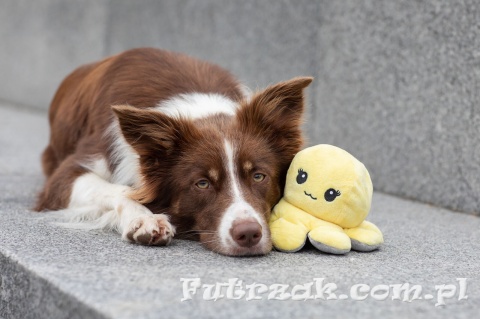 Ośmiornica zabawka pluszowa dla psa dwustronna TRIXIE-35928